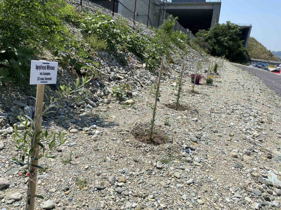 Εθνική τραγωδία στα Τέμπη: Φύτεψαν δένδρα με τα ονόματα των θυμάτων