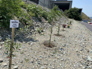 Εθνική τραγωδία στα Τέμπη: Φύτεψαν δένδρα με τα ονόματα των θυμάτων