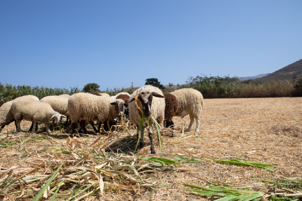 Τσιάρας για ευλογιά: Ξεκινάει πρόγραμμα αντικατάστασης ζωικού κεφαλαίου