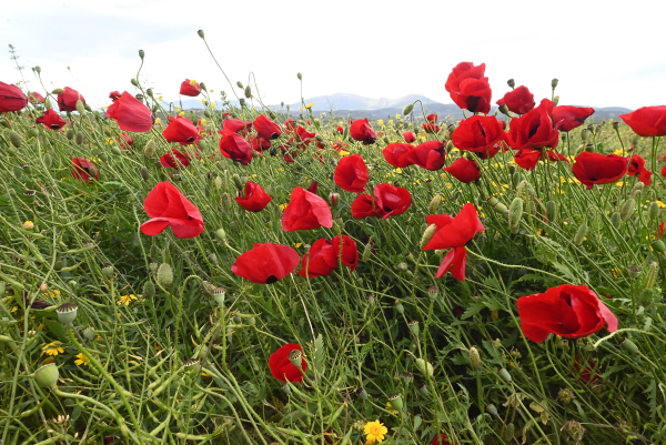 Πρωτομαγιά με βροχές - Πότε αλλάζει ο καιρός με 30αρια