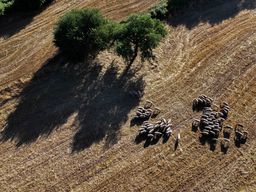 Απόπειρες τηλεφωνικής εξαπάτησης με πρόσχημα τον αφθώδη πυρετό