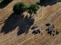 Απόπειρες τηλεφωνικής εξαπάτησης με πρόσχημα τον αφθώδη πυρετό
