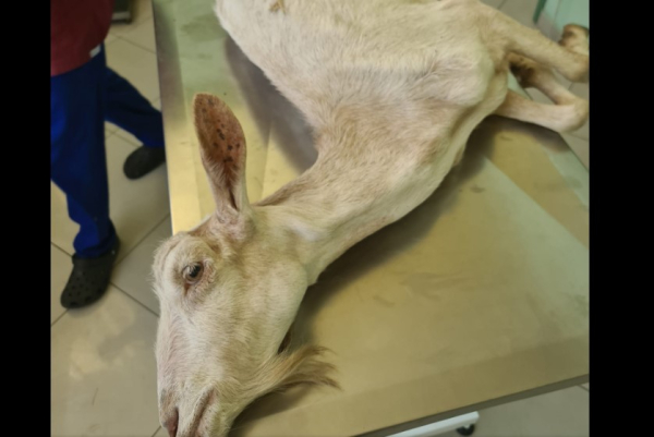 Φρίκη στην Ηλεία: Πέταξαν σαν σκουπίδι ακρωτηριασμένη κατσίκα (Βίντεο)