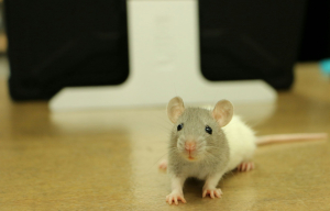 Aνακαλύφθηκε θεραπεία για τον καρκίνο του παγκρέατος;