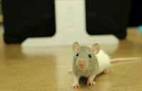 Aνακαλύφθηκε θεραπεία για τον καρκίνο του παγκρέατος;