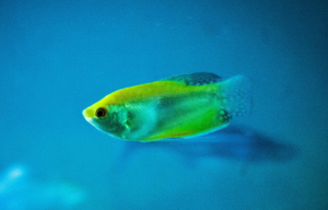 Χαρτογράφηση του λιπιδικού σχεδίου της ζωής σε τέσσερις διαστάσεις