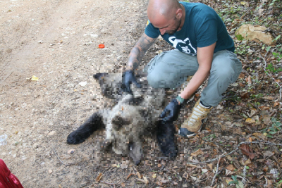 Αποτρόπαιο έγκλημα με θύμα αρκουδάκι λίγων μηνών, το πυροβόλησε και το σκότωσε λαθροκυνηγός στην περιοχή Ραδόσι