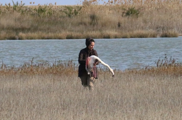 Οικολογική καταστροφή, δεκάδες νεκρά φλαμίνγκο στην Χαλκιδική