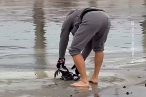 Ουκρανία: Νεκρά θαλασσοπούλια στις ακτές της Οδησσού - Λόγω ρύπανσης μετά τις ρωσικές επιθέσεις (Βίντεο)