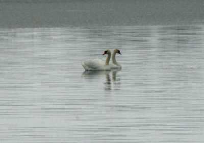 Εκατόμβη νεκρών πουλιών η λίμνη Κάρλα
