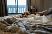 Σκύλοι και γάτες στο κρεβάτι: Τα υπέρ και τα κατά αν κοιμόμαστε με τα κατοικίδιά μας