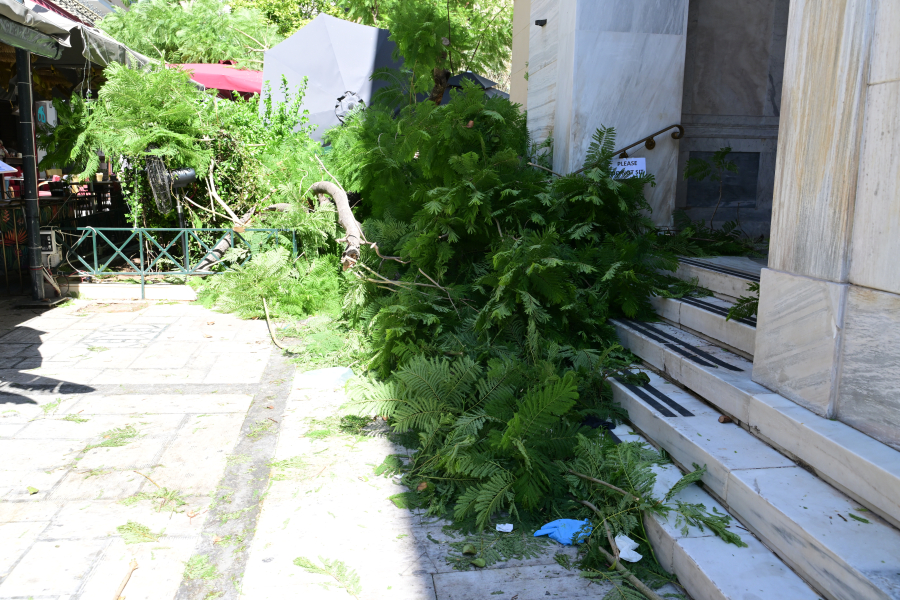 Διεύθυνση Πρασίνου και Αστικής Πανίδας του Δήμου Αθηναίων: «Τα δέντρα είχαν ελεγχθεί»