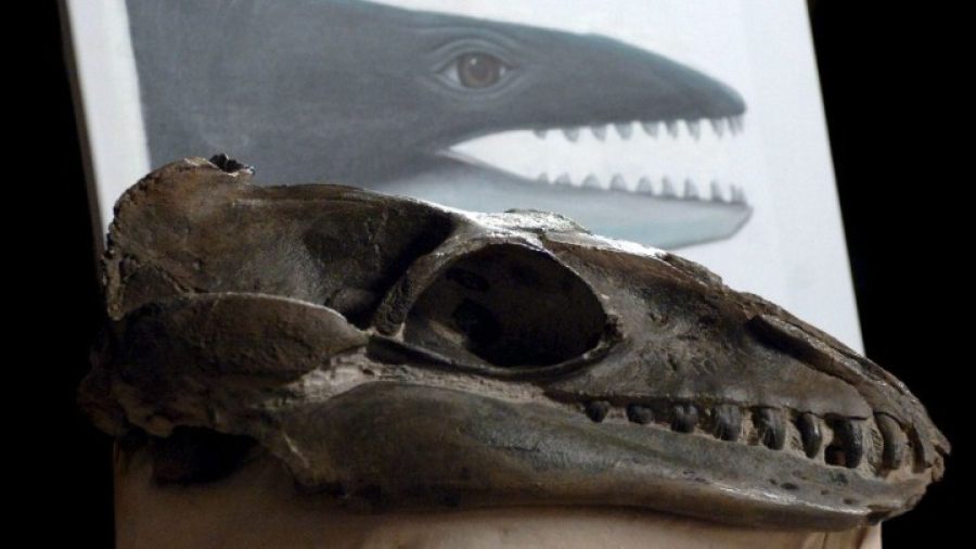 Αυστραλία: Ανακαλύφθηκε προϊστορική φάλαινα