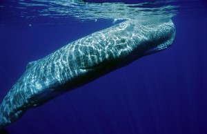 Νεκρή φάλαινα 7 τόνων ξεβράστηκε σε ακτή στη Σαντορίνη- Ολοκληρώθηκε η περισυλλογή της (pics)