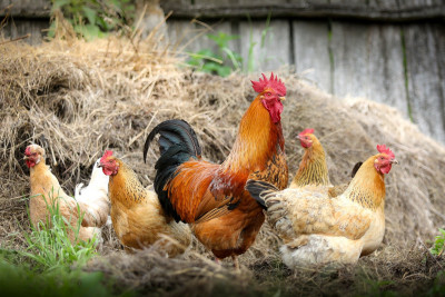 Ουγγαρία: Σφαγή 101.000 κοτόπουλων μετά την εμφάνιση γρίπης των πτηνών