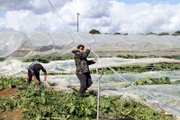 Ρύθμιση για τον ΦΠΑ αγροτών που έλαβαν ενίσχυση λόγω φυσικών καταστροφών