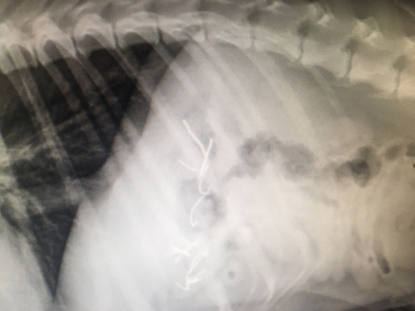 Εικόνες φρίκης στου Φιλοπάππου: 500 φόλες σε ακτίνα 2 χλμ - Έβαλαν αγκίστρια μέσα σε λουκάνικα