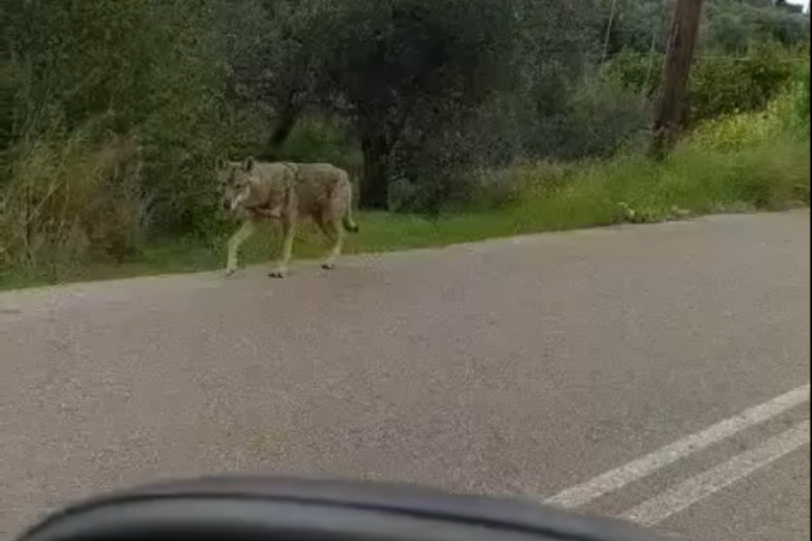 Χαλκίδα: Ανάστατοι οι κάτοικοι στο Πανόραμα Δροσιάς από την εμφάνιση λύκου (Βίντεο)