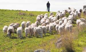 Τροποποίηση της απόφασης για τα βοσκοτόπια ζητούν οι κτηνοτρόφοι