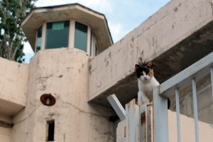 Στις φυλακές Κορυδαλλού εκπρόσωπος του υπουργείου Δικαιοσύνης για τις διαμαρτυρίες κρατουμένων