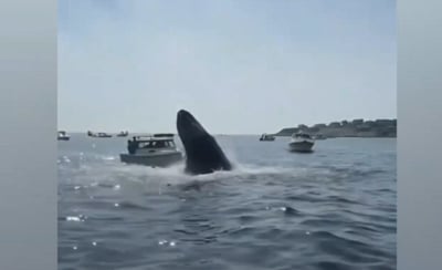 Μασαχουσέτη: Τεράστια φάλαινα κάνει επίθεση σε σκάφος -Απίστευτο βίντεο