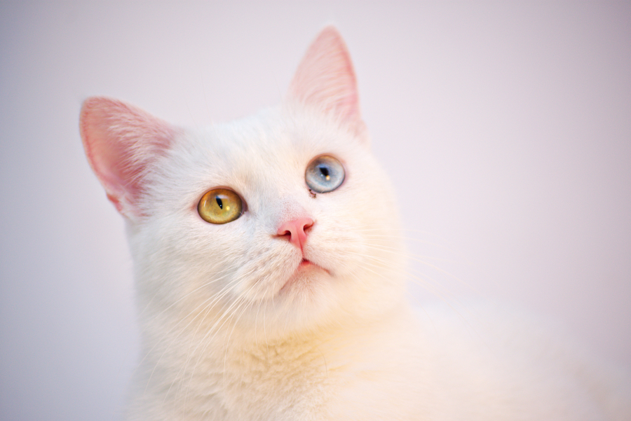 Νέα κτηνωδία αυτή τη φορά στον Άγιο Δημήτριο: Γάτα βρέθηκε απαγχονισμένη με αυτοσχέδια θηλιά