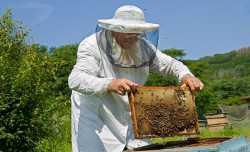 Νέο πρόγραμμα στήριξης του μελιού και της μελισσοκομίας