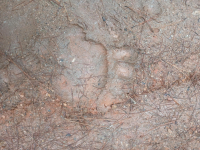 Κίσσαβος: Καταστροφές σε κυψέλες «δείχνουν» ίχνη αρκούδας (βίντεο)