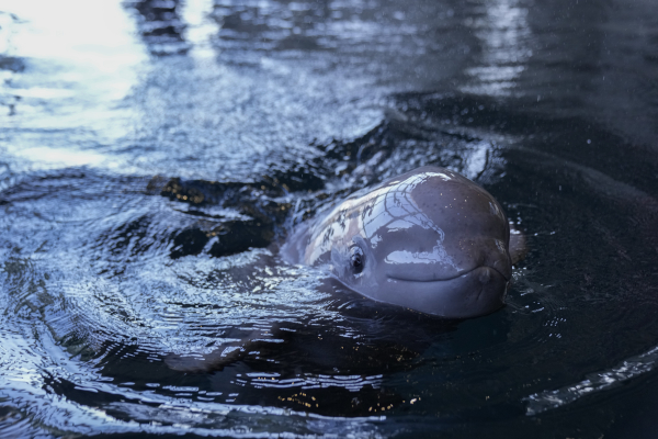 Η ξέφρενη σεξουαλική ζωή των φαλαινών beluga στην Αλάσκα