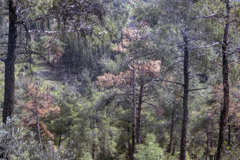 Δασικοί χάρτες: Δεύτερη ευκαιρία για εκτάσεις που έχουν χαρακτηριστεί «δασικές»