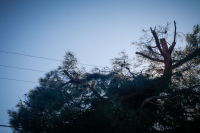 Χαλκιδική: Έκοβε ξύλα και τον καταπλάκωσε πεύκο