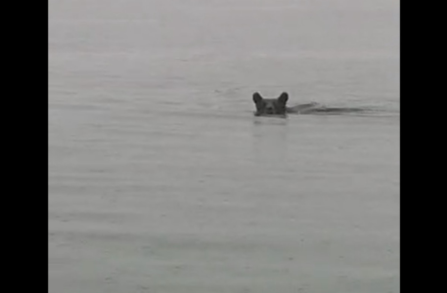 Κοζάνη: Η απίθανη στιγμή που αρκούδα διασχίζει την λίμνη Πολυφύτου… κολυμπώντας (video)