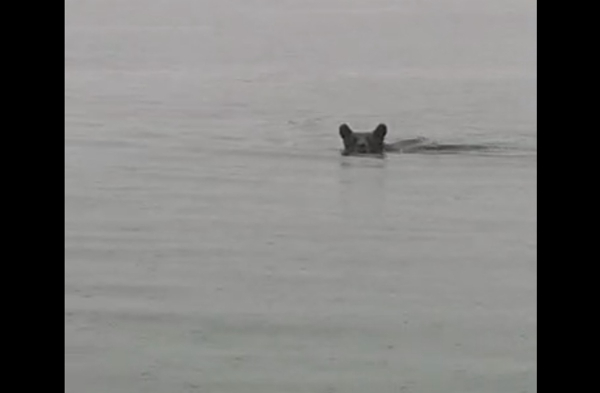 Κοζάνη: Η απίθανη στιγμή που αρκούδα διασχίζει την λίμνη Πολυφύτου… κολυμπώντας (video)