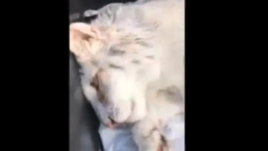 Άσχημα τα νέα για το λευκό τιγράκι: «Είναι μετάλλαξη από τσίρκο – Δεν θα ζήσει...»