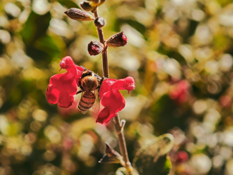 Ασύγκριτη τεχνολογία και γευσιγνωσία στο Xiaomi 15 Series Masterclass