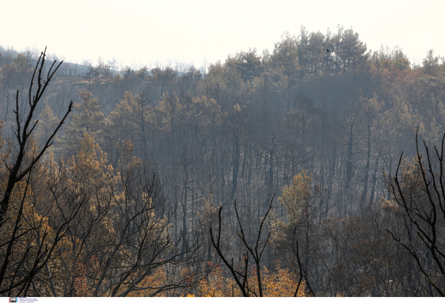 Αποζημιώσεις έως 3.500 ευρώ ανά καταστραμμένο στρέμμα στον Έβρο