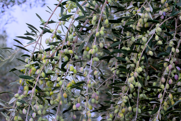 Phantom Orchards and Grazing Lands Fuel Greek Subsidy Fraud Case