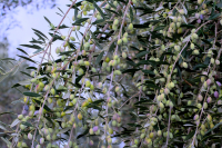 Phantom Orchards and Grazing Lands Fuel Greek Subsidy Fraud Case