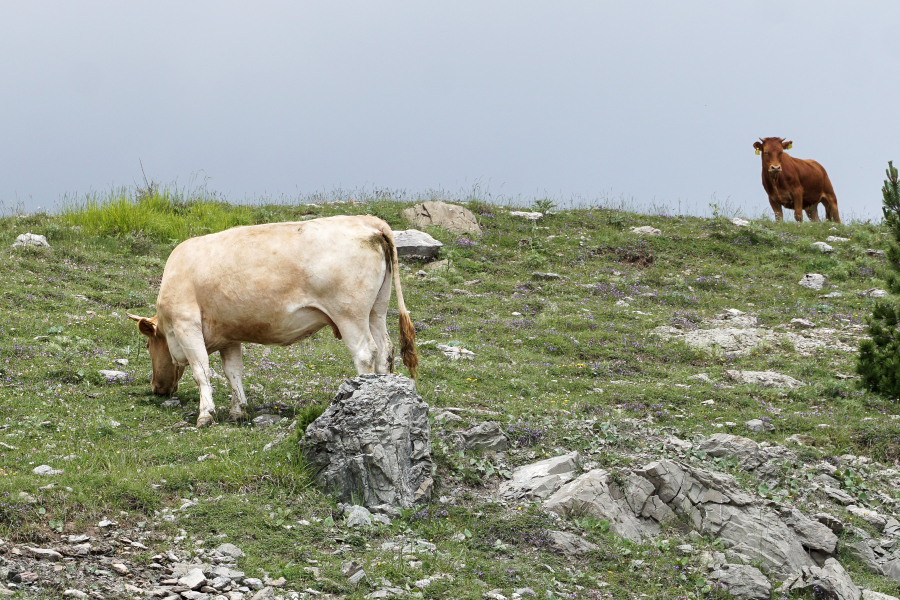 Συρρικνώνεται η κτηνοτροφία στην Ήπειρο