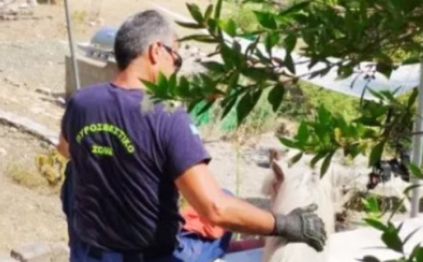Φωτογραφία: Πυροσβέστες στη Ρόδο έσωσαν άλογο που είχε πέσει σε στέρνα