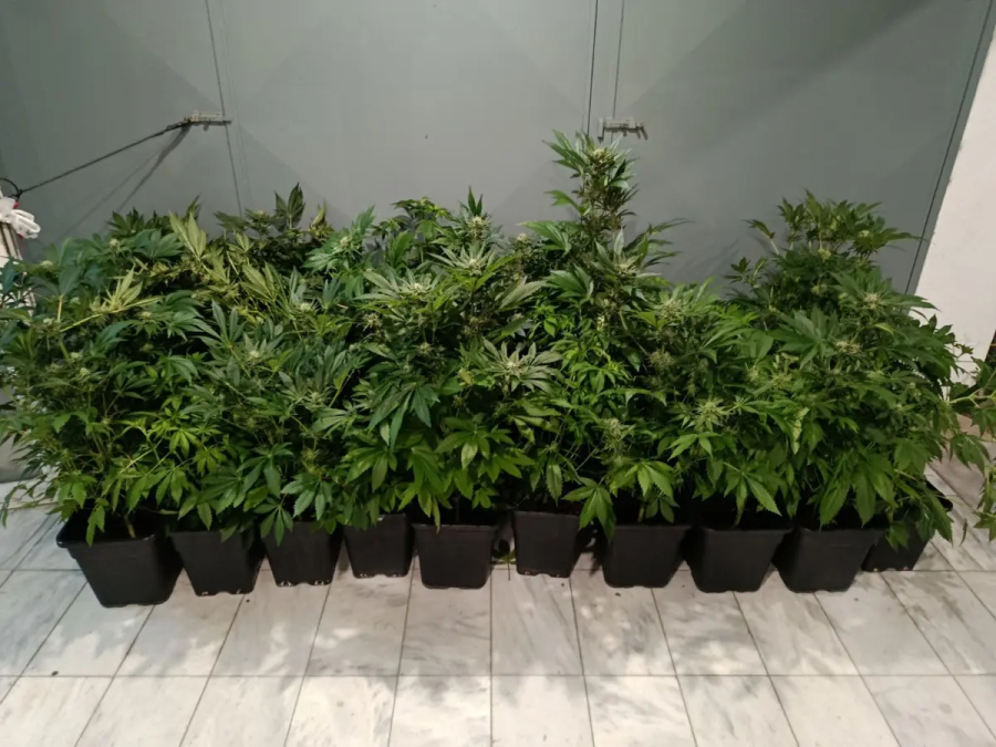 Θεσσαλονίκη: Καλλιεργούσε κάνναβη στο διαμέρισμά του και συνελήφθη (Βίντεο)