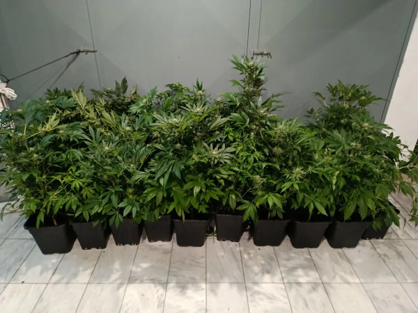 Θεσσαλονίκη: Καλλιεργούσε κάνναβη στο διαμέρισμά του και συνελήφθη (Βίντεο)