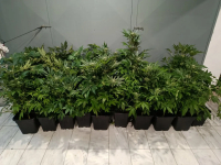 Θεσσαλονίκη: Καλλιεργούσε κάνναβη στο διαμέρισμά του και συνελήφθη (Βίντεο)