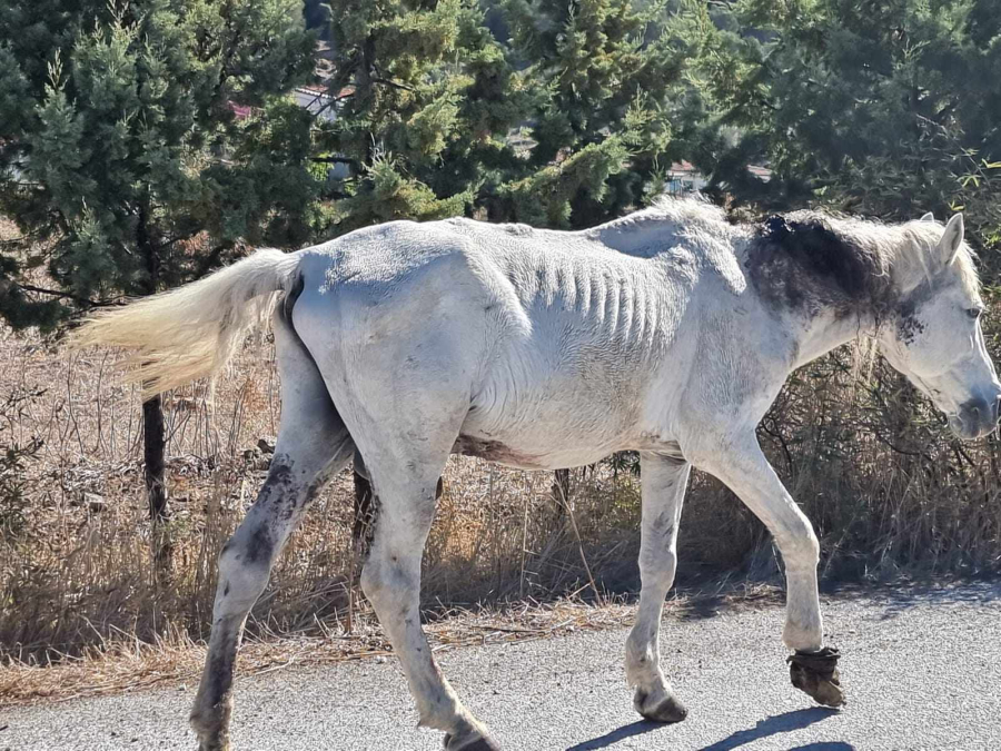 Σε άθλια κατάσταση βρέθηκε κακοποιημένο άλογο στη Λέσβο