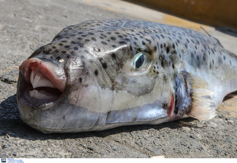 Λαγοκέφαλος: Το επικίνδυνο ψάρι που τρομοκρατεί τους λουόμενους με επιθέσεις