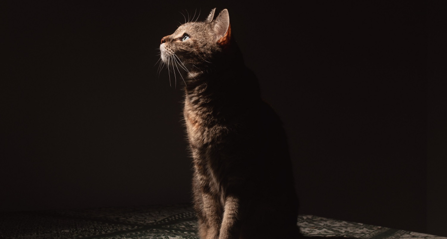 Το σύνδρομο του Νώε: Η ψυχική διαταραχή που βλάπτει τους ανθρώπους και τα ζώα