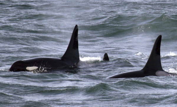 Τα «Grammy» της WWF: «Βραβεύει» τους καλύτερους «μουσικούς» της φύσης