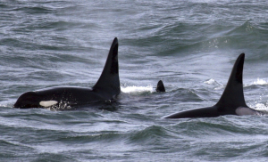 Τα «Grammy» της WWF: «Βραβεύει» τους καλύτερους «μουσικούς» της φύσης