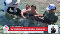 Κεφαλονιά: Επιχείρηση διάσωσης τραυματισμένου δελφινιού (video)