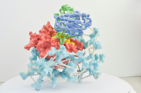 national institute of allergy and infectious diseases